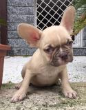 bouledogue francese crema bouledoguefrancesecrema1.jpg