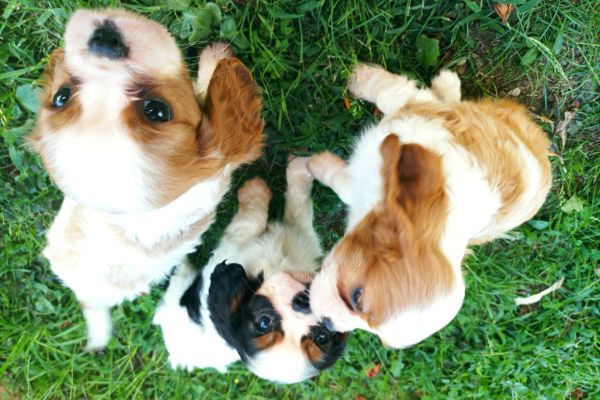 cavalier king con pedigree ENCI cavalierkingconpedigreeenci.jpg