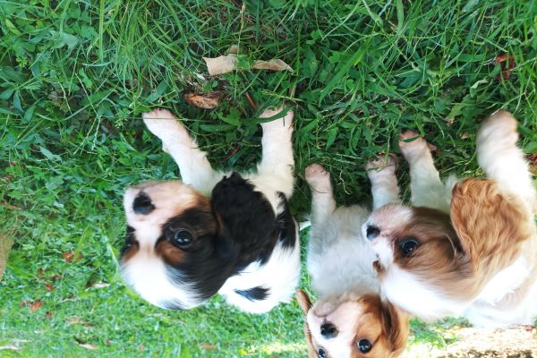 cavalier king con pedigree ENCI cavalierkingconpedigreeenci1.jpg