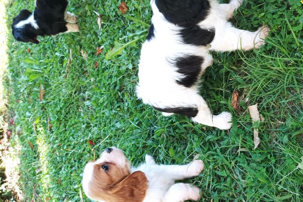 cavalier king con pedigree ENCI cavalierkingconpedigreeenci12.jpg