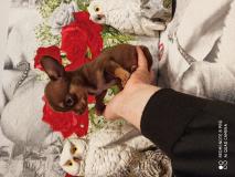 Chihuahua femmina cioccolat focato con occhi chiar Chihuahuafemminacioccolatfocatoconocchichiar123.jpg