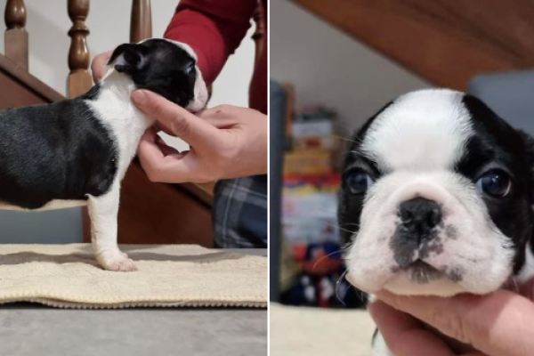 Boston Terrier 2 cuccioli maschio/femmina bostonterrier1cucciolomaschioe.png