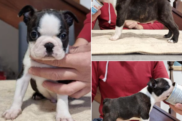 Boston Terrier 2 cuccioli maschio/femmina bostonterrier1cucciolomaschioe1.png