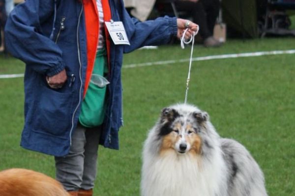 Rough collies roughcollies123456.jpeg