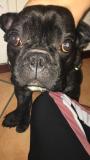Vendo bulldog francese Vendobulldogfrancese.jpg