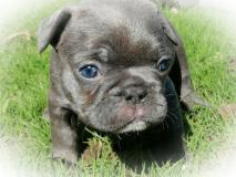 Cuccioli Bulldog Francese Lugano Annunci