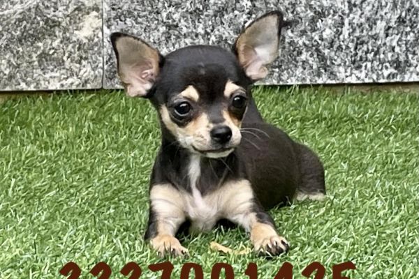 Chihuahua toy cuccioli neri focati - 50% chihuahuatoycucciolinerifocati.jpeg