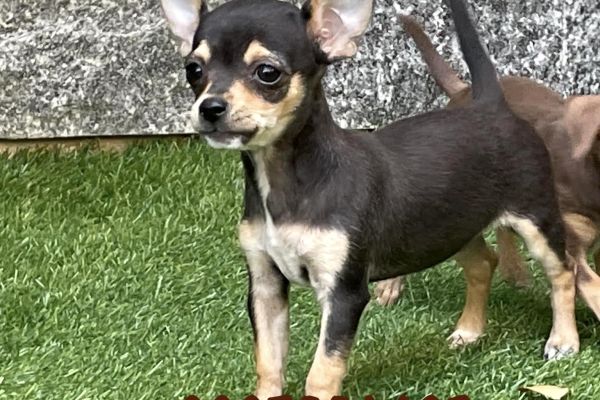 Chihuahua toy cuccioli neri focati - 50% chihuahuatoycucciolinerifocati1.jpeg