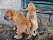 Shar-pei cuccioli Sharpeicuccioli.jpg