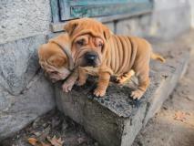 Shar-pei cuccioli Sharpeicuccioli1.jpg