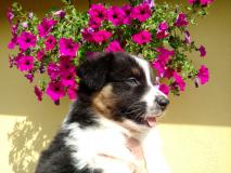 Cuccioli di Australian Shepherd CucciolidiAustralianShepherd-5b28ef08d7f5c.jpg