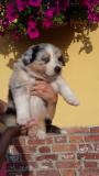 Cuccioli di Australian Shepherd CucciolidiAustralianShepherd-5b28ef12e58aa.jpg