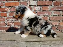 Cuccioli di Australian Shepherd CucciolidiAustralianShepherd-5b28ef971a3ea.jpg