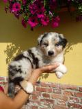 Cuccioli di Australian Shepherd CucciolidiAustralianShepherd12.jpg