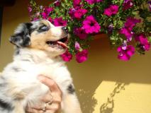 Cuccioli di Australian Shepherd CucciolidiAustralianShepherd123.jpg