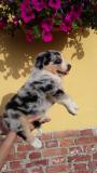 Cuccioli di Australian Shepherd CucciolidiAustralianShepherd1234.jpg