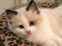 Browny cucciola Ragdoll con Pedigree BrownycucciolaRagdollconPedigree.jpg