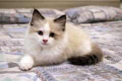 Browny cucciola Ragdoll con Pedigree BrownycucciolaRagdollconPedigree1.jpg