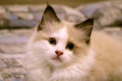 Browny cucciola Ragdoll con Pedigree BrownycucciolaRagdollconPedigree123.jpg