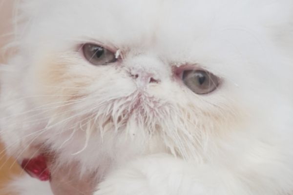Gatto a pelo lungo gattoapelolungo1.jpg