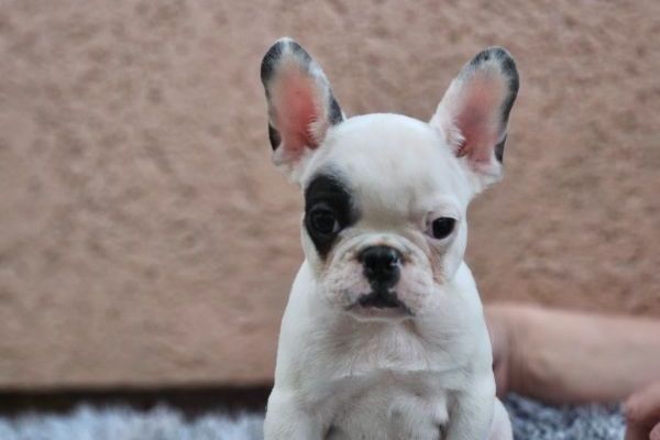 bulldog francese bellissimi cuccioli bulldogfrancesebellissimicucci123.jpg