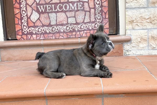 Sublime Maschietto Fluffy bulldog francese blu sublimemaschiettofluffybulldog-68b02b267a699.jpeg