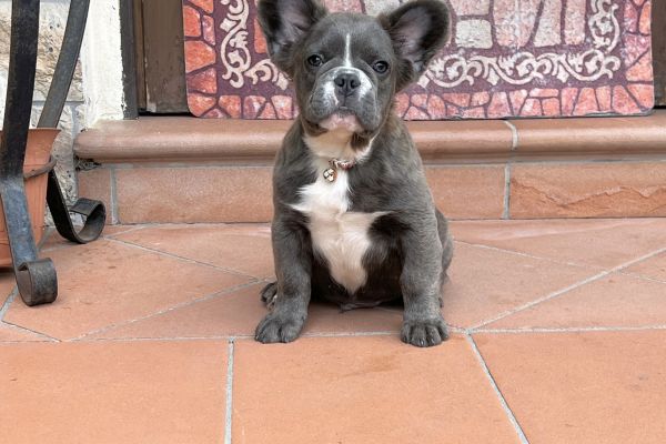 Sublime Maschietto Fluffy bulldog francese blu sublimemaschiettofluffybulldog-68b02b3e2b192.jpeg