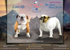 cuccioli bulldog femmine disponibili cucciolibulldogfemminedisponibili-61b5c3db1e4f9.jpg