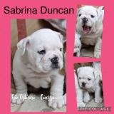 cuccioli bulldog femmine disponibili cucciolibulldogfemminedisponibili.jpg