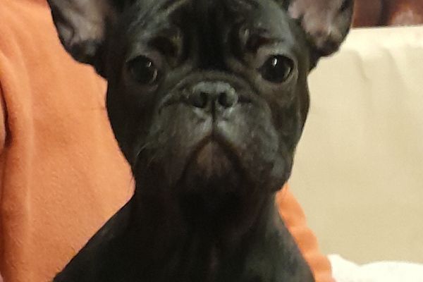 Cuccioli Bouledogue francese cucciolibouledoguefrancese123456.jpg