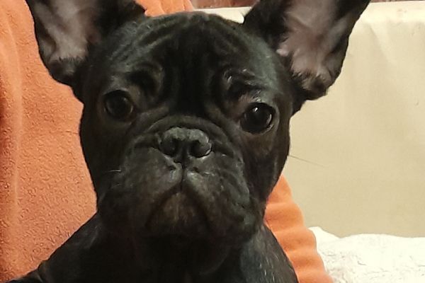 Cuccioli Bouledogue francese cucciolibouledoguefrancese1234567.jpg