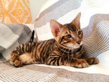 Toyger Toyger.jpg