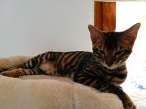 Toyger Toyger12.jpg