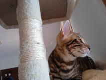 Toyger Toyger123.jpg