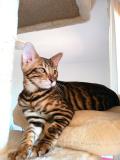 Toyger Toyger1234.jpg