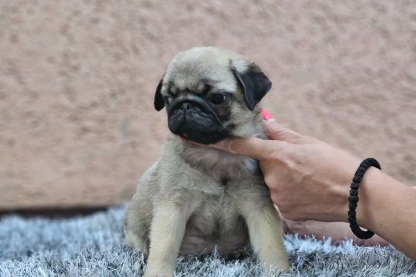 Carlino bellissimi cuccioli carlinobellissimicuccioli1.jpg