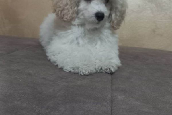 Bellissimo barboncino TOY cuccioli bellissimobarboncinotoycucciol.jpg