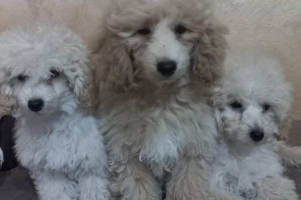 Bellissimo barboncino TOY cuccioli bellissimobarboncinotoycucciol1.jpg