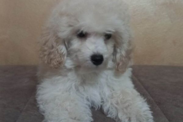 Bellissimo barboncino TOY cuccioli bellissimobarboncinotoycucciol12.jpg