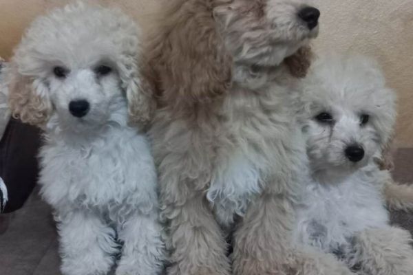 Bellissimo barboncino TOY cuccioli bellissimobarboncinotoycucciol123.jpg