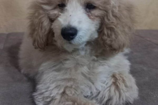 Bellissimo barboncino TOY cuccioli bellissimobarboncinotoycucciol1234.jpg