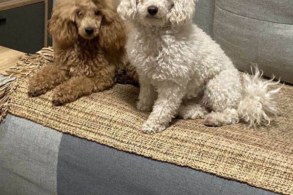 Bellissimo barboncino TOY cuccioli bellissimobarboncinotoycucciol12345.jpg
