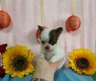 Chihuahua femmina pelo lungo bianco ciok con occhi chiari toy Chihuahuafemminapelolungobiancociokconocchichiaritoy123.jpg