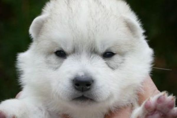 Husky siberiano cuccioli huskysiberianocuccioli.jpg