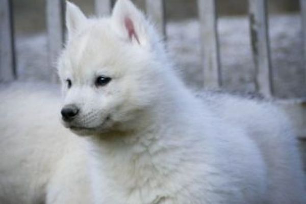 Husky siberiano cuccioli huskysiberianocuccioli123.jpg