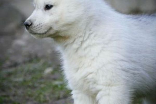 Husky siberiano cuccioli huskysiberianocuccioli1234.jpg