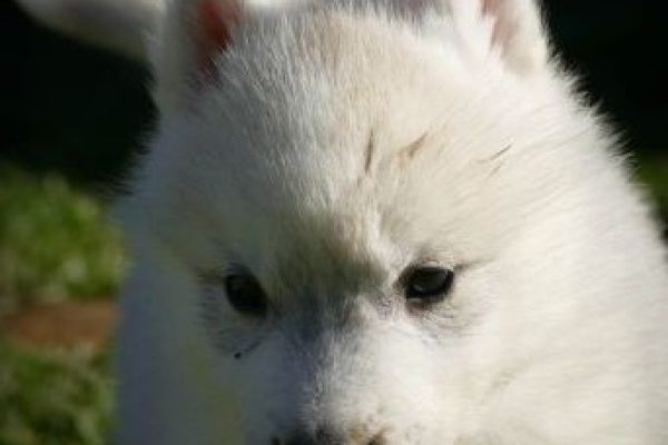 Husky siberiano cuccioli huskysiberianocuccioli12345.jpg