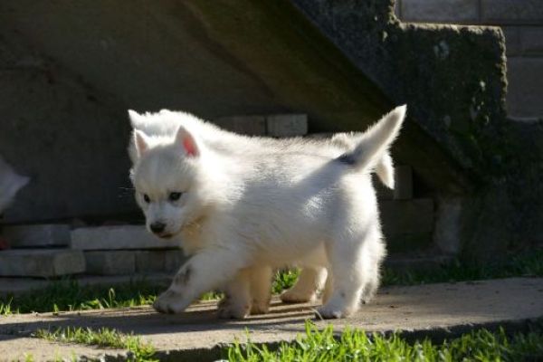 Husky siberiano cuccioli huskysiberianocuccioli123456.jpg