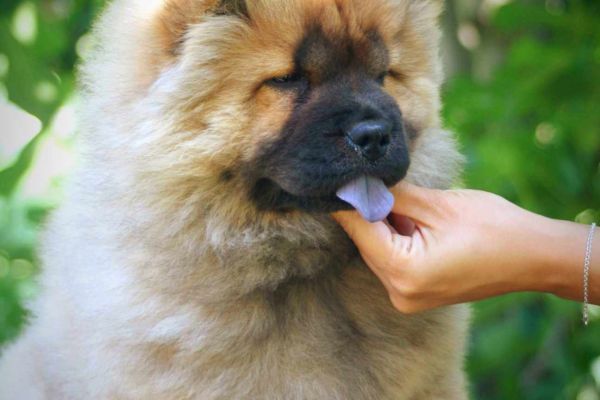 Chow chow cucciolo in vendita chowchowcuccioloinvendita.jpg