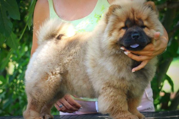 Chow chow cucciolo in vendita chowchowcuccioloinvendita12.jpg